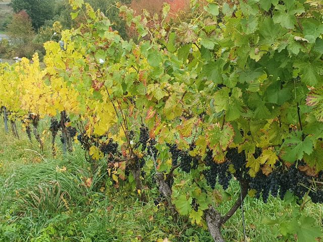 Detailansicht Weinreben - Weinberg mit der Rebsorte ´Dornfelder´ im Bereich ´Kloster Stuben´ *direkt vom Weinbauern*