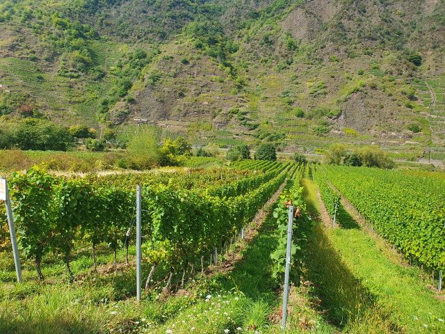 Blick auf die Rebstöcke - Weinberg mit der Rebsorte ´Phoenix´ im Bereich ´Kloster Stuben´ *direkt vom Weinbauern*