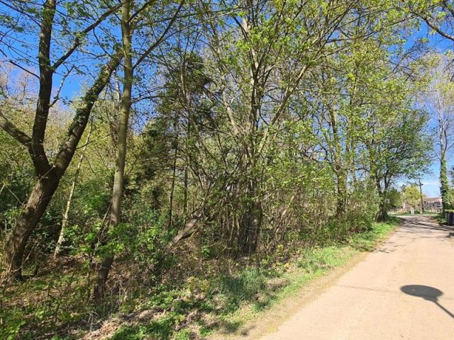 Blick auf Verkaufsfläche und Umgebung - Vertragsfreies mit Gehölzen bewachsenes Eckgrundstück gegenüber von Wohnbebauung im Landkreis Märkisch-Oderland