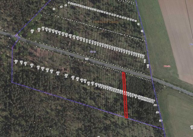 Umgebungsskizze - Kleiner Waldstreifen in der ´Dübener Heide´