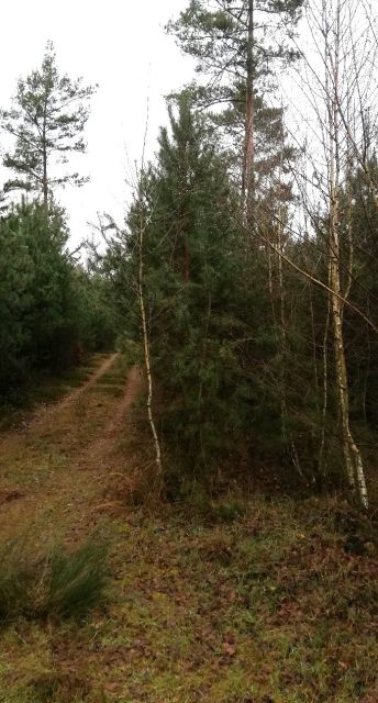 Blick auf das Verkaufsflurstück und die Umgebung von Süden - Kleiner Waldstreifen in der ´Dübener Heide´