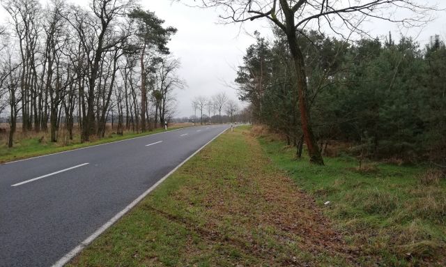 Blick auf die Umgebung und die L129 mit der Einfahrt des Waldweges - Kleiner Waldstreifen in der ´Dübener Heide´