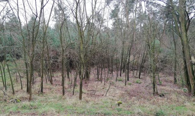 Blick von der L129 auf die Verkaufsfläche und Nachbarflächen - Kleiner Waldstreifen in der ´Dübener Heide´