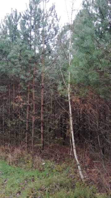 Blick auf den Bestand im vorderen Bereich mit den Jungkiefern - Kleiner Waldstreifen in der ´Dübener Heide´
