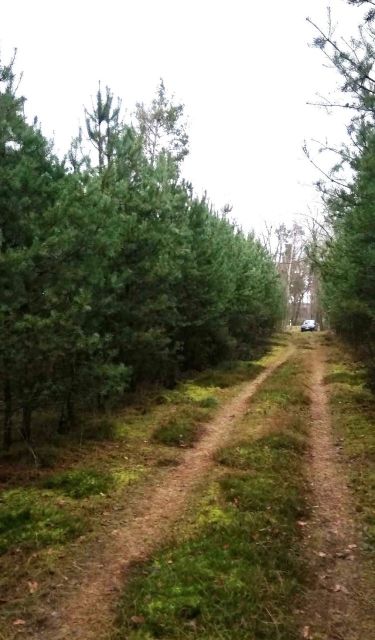 Blick auf die Umgebung und den Waldweg von Süden - Kleiner Waldstreifen in der ´Dübener Heide´