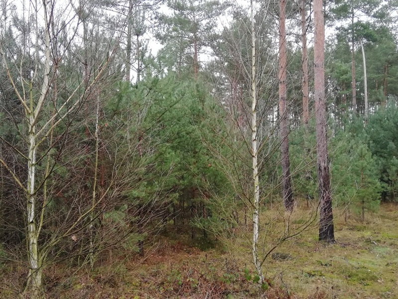 Kleiner Waldstreifen in der ´Dübener Heide´