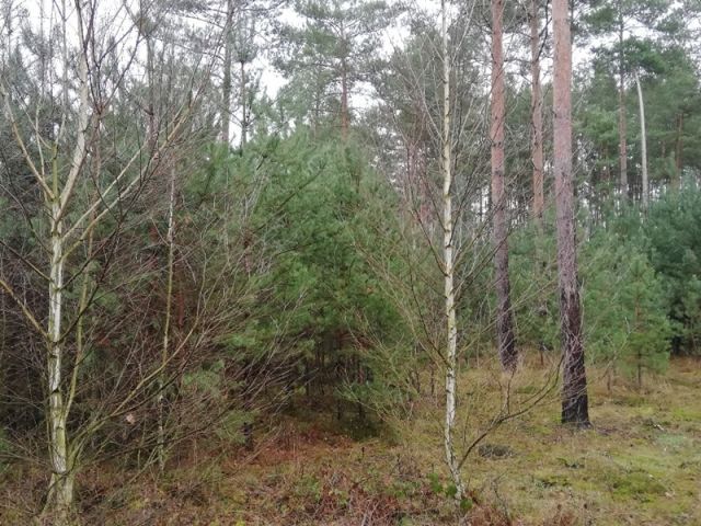 Ansicht von Süden auf Verkaufsfläche und angrenzende Flächen - Kleiner Waldstreifen in der ´Dübener Heide´