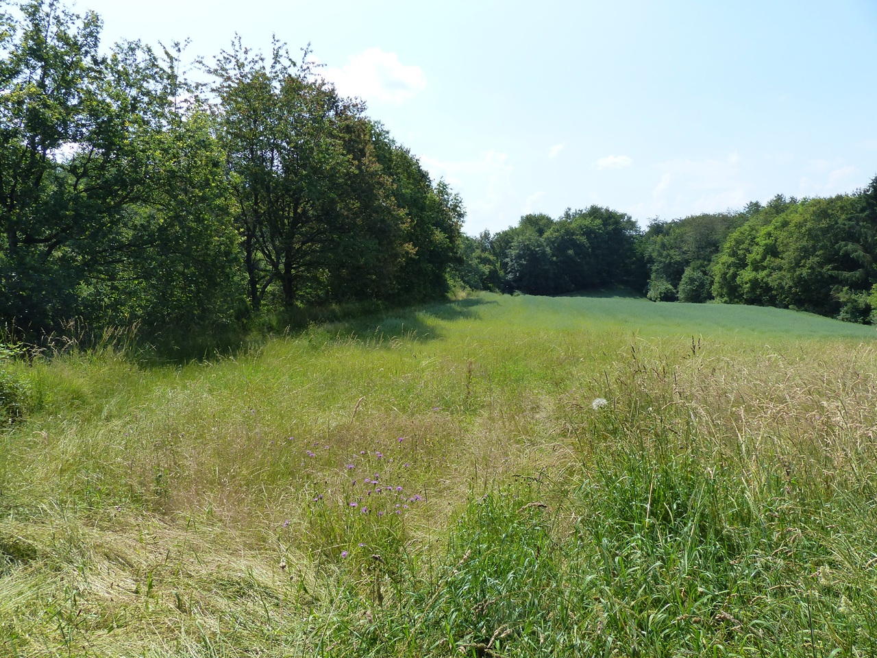Paketverkauf von 6 Landwirtschafts- & Waldflächen am Übergang vom St. Wendeler Land zum Naturpark Saar-Hunsrück