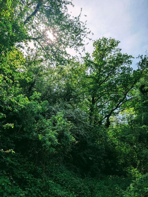 Blick auf den Verkaufsgegenstand - Wald in der Nordpfalz am westlichen Ortsrand