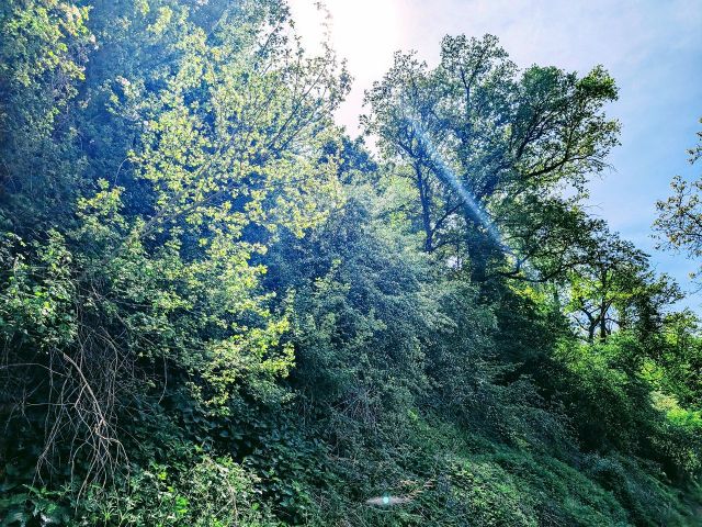 Blick auf den Verkaufsgegenstand - Wald in der Nordpfalz am westlichen Ortsrand