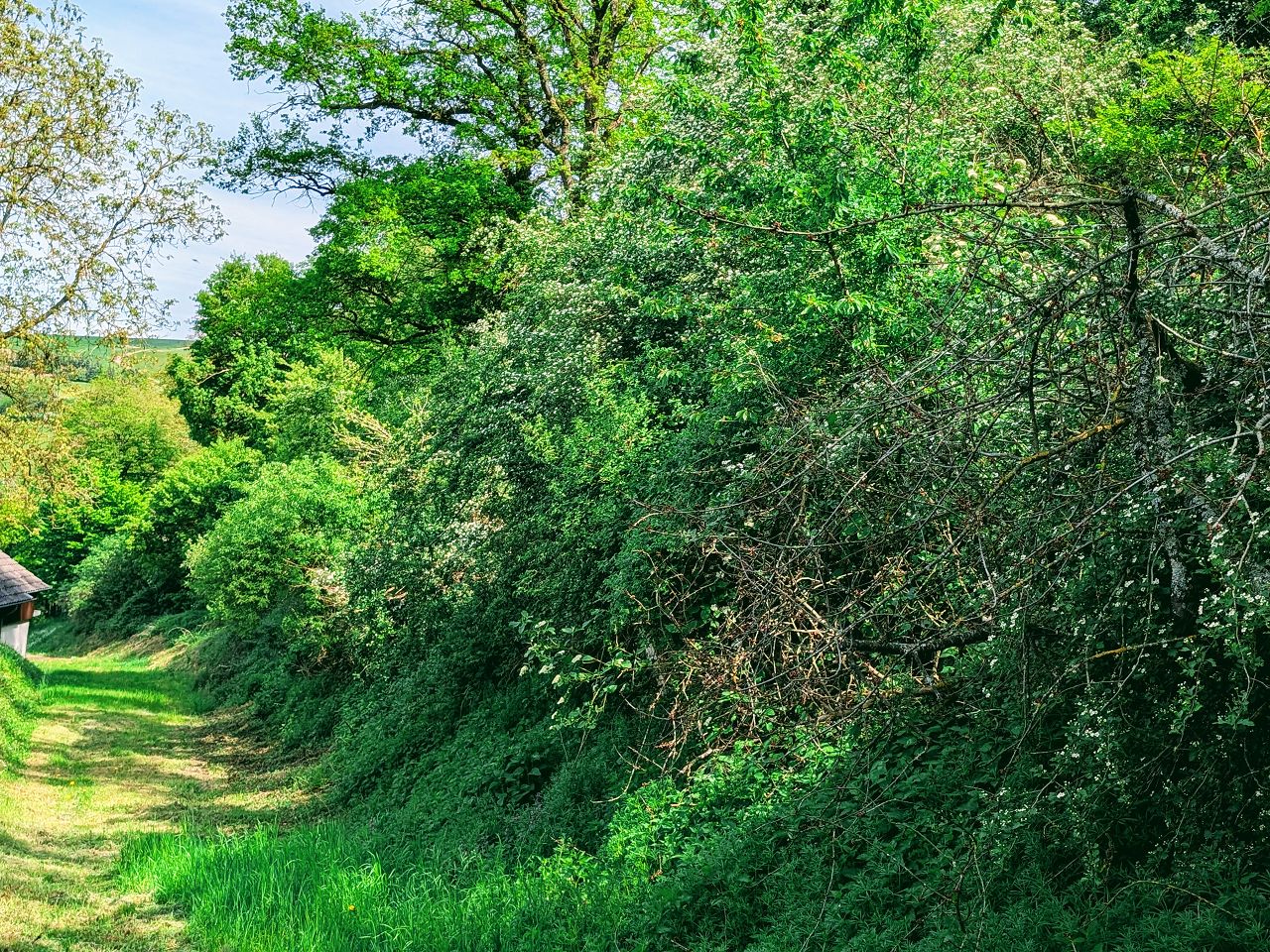 Wald in der Nordpfalz am westlichen Ortsrand