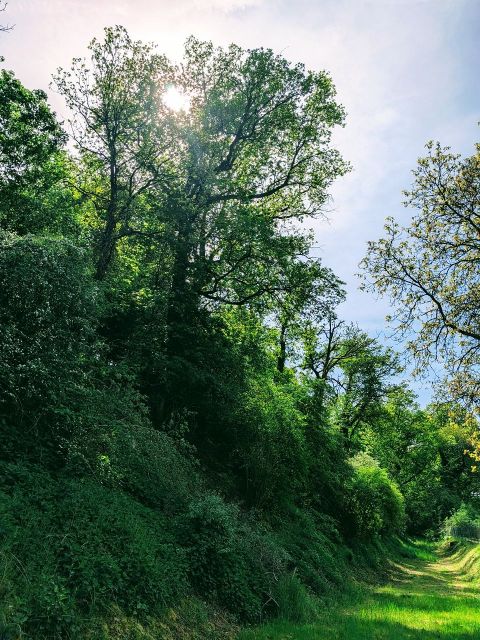 Blick auf den Verkaufsgegenstand - Wald in der Nordpfalz am westlichen Ortsrand
