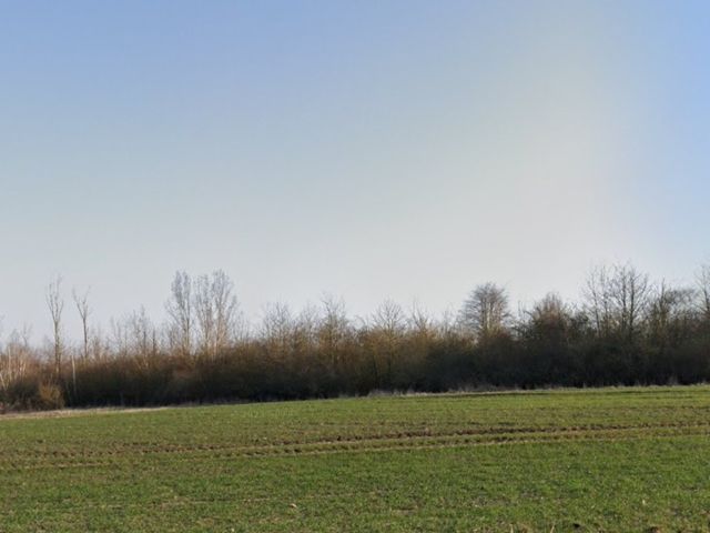 Blick von der L 77 Richtung Verkaufsgegenstand und Umgebung - Wald westlich des See Seehausen im Landkreis Börde