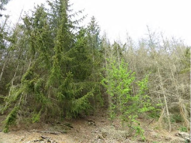 Blick vom Süden auf das Grundstück Richtung Norden - Über 1 ha Fichten-Waldfläche im Südharz ca. 50 km nordwestlich von Halle (Saale)