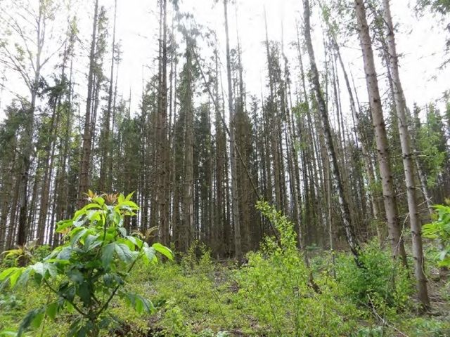 Blick in den mittleren Teil des Verkaufsflurstücks Richtung Süden - Über 1 ha Fichten-Waldfläche im Südharz ca. 50 km nordwestlich von Halle (Saale)
