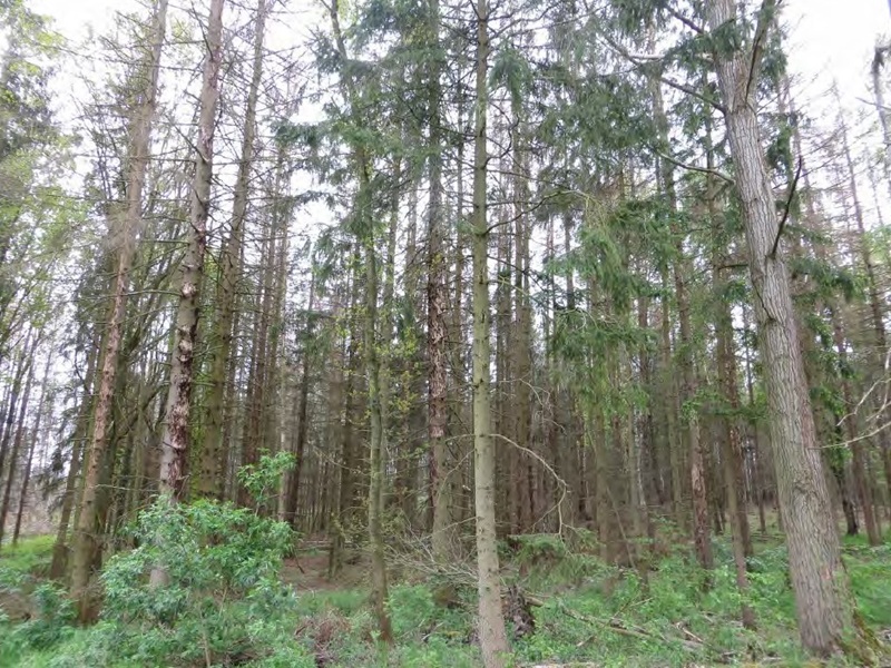 Über 1 ha Fichten-Waldfläche im Südharz ca. 50 km nordwestlich von Halle (Saale)
