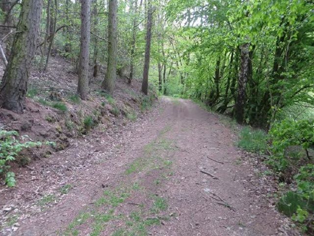 Blick auf den westlich um das Flurstück verlaufenden Weg in Richtung Süden - Über 1 ha Fichten-Waldfläche im Südharz ca. 50 km nordwestlich von Halle (Saale)