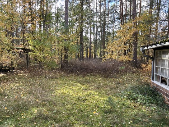 Blick auf die Verkaufsfläche - Waldfläche mit ehemaligem Bungalow, Schuppen & Unterstand im südwestlichen Berliner Umland **Nachnutzung nicht möglich**