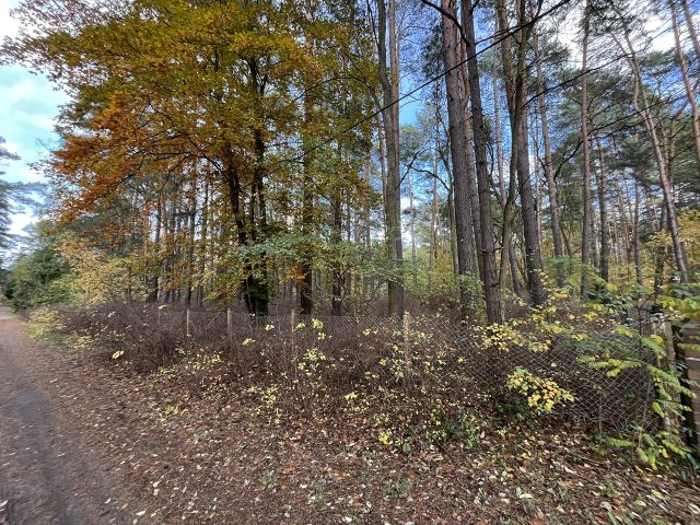 Blick von der Straße auf die Verkaufsfläche - Waldfläche mit ehemaligem Bungalow, Schuppen & Unterstand im südwestlichen Berliner Umland **Nachnutzung nicht möglich**