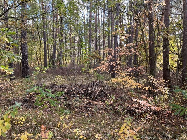 Totholzansammlung - Waldfläche mit ehemaligem Bungalow, Schuppen & Unterstand im südwestlichen Berliner Umland **Nachnutzung nicht möglich**
