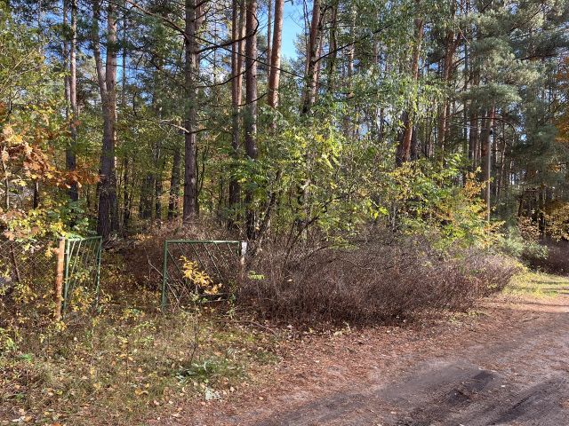 Blick von der Straße auf die Verkaufsfläche - Waldfläche mit ehemaligem Bungalow, Schuppen & Unterstand im südwestlichen Berliner Umland **Nachnutzung nicht möglich**