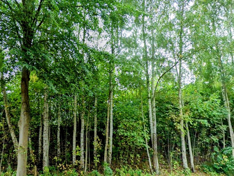 Innerörtliche Freifläche mit Baumbestand inmitten der Wohnbebauung nur ca. 18 km vom Ostseestrand entfernt in Schleswig-Holstein
