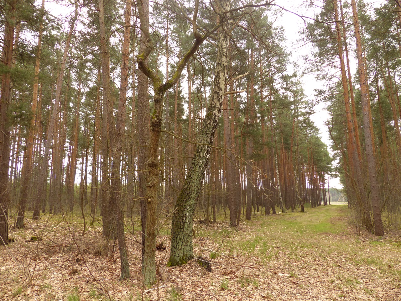 Über 2 Hektar Wald- und Landwirtschaftsfläche in Märkisch Buchholz - dem Tor zum Spreewald
