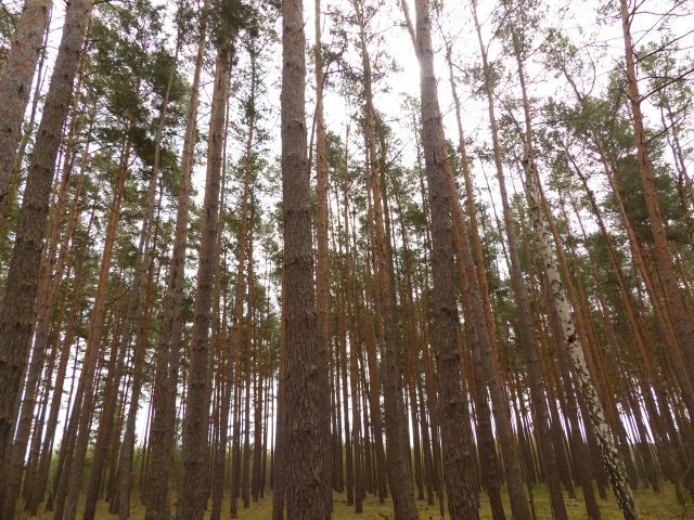 Blick auf die Verkaufsfläche - Über 2 Hektar Wald- und Landwirtschaftsfläche in Märkisch Buchholz - dem Tor zum Spreewald