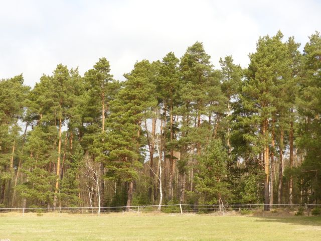 Blick auf die Verkaufsfläche - Teilweise verpachtetes Grundstück (überwiegend Wald, teilweise Landwirtschafts-/Grünfläche) in Märkisch Buchholz