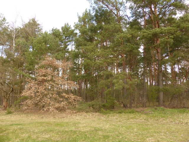 Blick auf die Verkaufsfläche - Teilweise verpachtetes Grundstück (überwiegend Wald, teilweise Landwirtschafts-/Grünfläche) in Märkisch Buchholz
