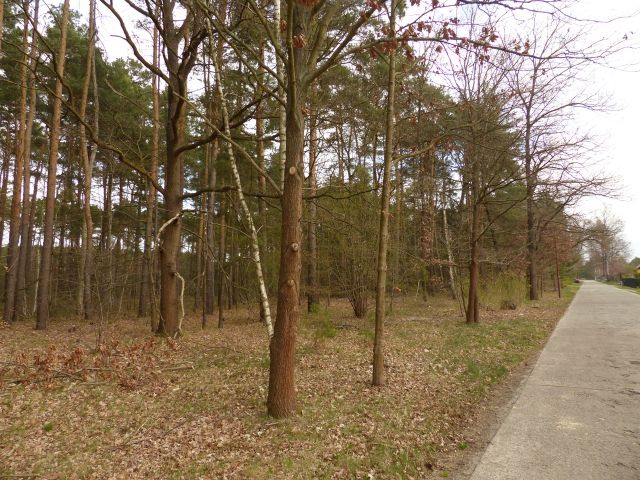 Verkaufsfläche und Umgebung - Teilweise verpachtetes Grundstück (überwiegend Wald, teilweise Landwirtschafts-/Grünfläche) in Märkisch Buchholz