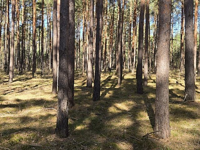 Verkaufsfläche - Vertragsfreie Waldfläche mit einer Grundstücksgröße von 6.000 m² in Märkisch Buchholz