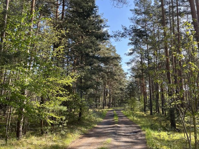 Verkaufsfläche und Umgebung - Vertragsfreie Waldfläche mit einer Grundstücksgröße von 6.000 m² in Märkisch Buchholz