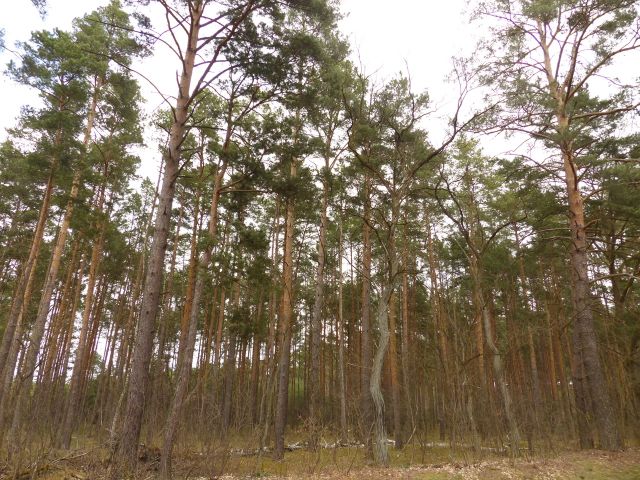 Blick auf die Verkaufsfläche - Vertragsfreie Waldfläche mit einer Grundstücksgröße von 6.000 m² in Märkisch Buchholz