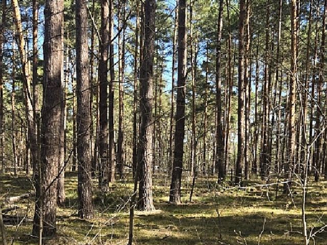 Verkaufsfläche - Über 1 Hektar Waldfläche in Märkisch Buchholz - dem Tor zum Spreewald