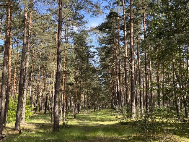 Blick auf die Verkaufsfläche - Über 1 Hektar Waldfläche in Märkisch Buchholz - dem Tor zum Spreewald