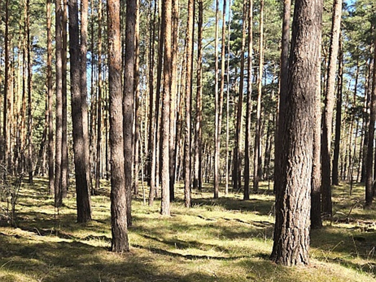 Waldfläche mit einer Grundstücksgröße von 8.961 m² in Märkisch Buchholz - dem Tor zum Spreewald