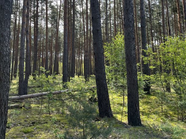 Verkaufsfläche - Waldfläche mit einer Grundstücksgröße von 8.961 m² in Märkisch Buchholz - dem Tor zum Spreewald