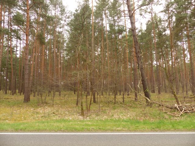 Blick auf die Verkaufsfläche von der Straße - Waldfläche mit einer Grundstücksgröße von 8.961 m² in Märkisch Buchholz - dem Tor zum Spreewald