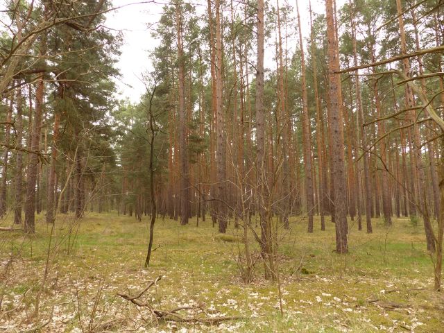 Verkaufsfläche und Umgebung - Waldfläche mit einer Grundstücksgröße von 8.961 m² in Märkisch Buchholz - dem Tor zum Spreewald