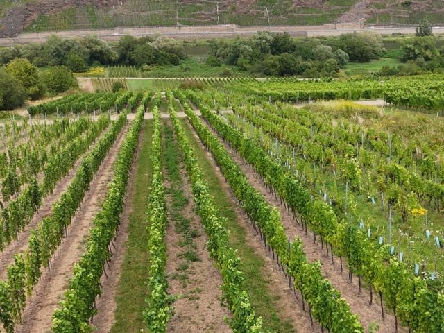 Blick über die Lage `Kloster Stuben` - Weinberg mit den Rebsorten ´Spätburgunder´ und ´Dornfelder´ im Bereich ´Kloster Stuben´ *direkt vom Weinbauern*