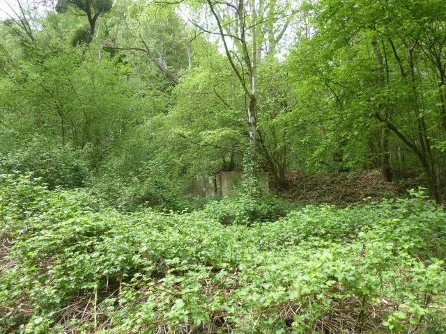 Blick auf Verkaufsfläche mit Bebauungsresten - Vertragsfreies Waldgrundstück ca. 800 m östlich der Niedersächsischen Landesgrenze - lt. FNP Gewerbefläche