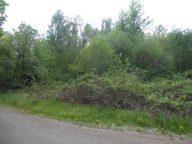 Blick auf nördlichen Bereich der Verkaufsfläche - Vertragsfreies Waldgrundstück ca. 800 m östlich der Niedersächsischen Landesgrenze - lt. FNP Gewerbefläche