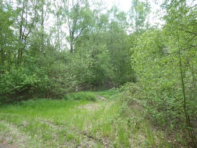 Blick auf nördlichen Bereich der Verkaufsfläche - Vertragsfreies Waldgrundstück ca. 800 m östlich der Niedersächsischen Landesgrenze - lt. FNP Gewerbefläche