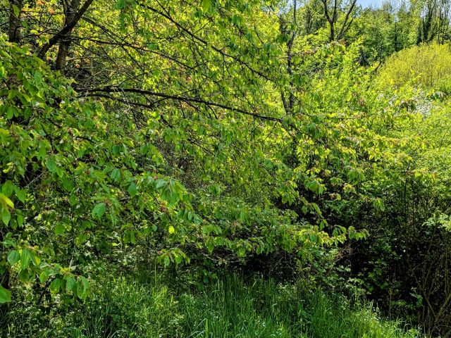 Pfedelbach, FS 1011/3 - Blick auf die Verkaufsfläche - Paketverkauf von 8 Grundstücken (u. a. in Pfedelbach), mit Wald-/Gartenflächen in 5 Bundesländern *tlw. vertragslose Nutzung*