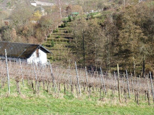 Rebstöcke - Zertifizierter Bio-Weinberg mit der PIWI-Rebsorte ´Johanniter´ **direkt vom Weinbauern**