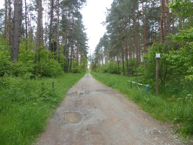 Blick auf Umgebung und den Forstweg Richtung Südwesten - Über 2,2 ha Waldfläche in der Colbitz-Letzlinger Heide im Landkreis Börde ca. 20 km nördlich der Landeshauptstadt Magdeburg