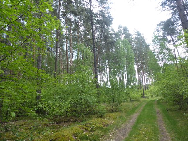 Blick auf Umgebung und Waldweg Richtung Verkaufsgegenstand - Über 2,2 ha Waldfläche in der Colbitz-Letzlinger Heide im Landkreis Börde ca. 20 km nördlich der Landeshauptstadt Magdeburg