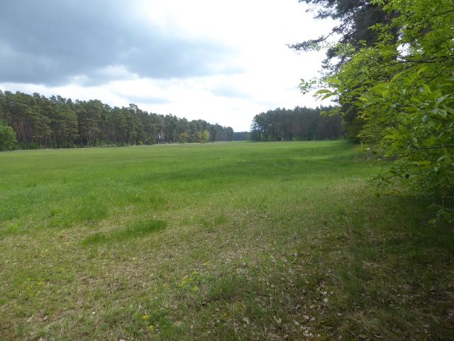 Blick auf südlich liegende Lichtung und Umgebung - Über 2,2 ha Waldfläche in der Colbitz-Letzlinger Heide im Landkreis Börde ca. 20 km nördlich der Landeshauptstadt Magdeburg