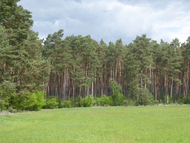 Blick auf Verkaufsgegenstand und davorliegende Lichtung - Über 2,2 ha Waldfläche in der Colbitz-Letzlinger Heide im Landkreis Börde ca. 20 km nördlich der Landeshauptstadt Magdeburg